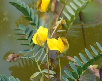Large Leaf Sensitive Plant or Neptunia Aquatica Floating Plant (pack of 3 stem/plants)