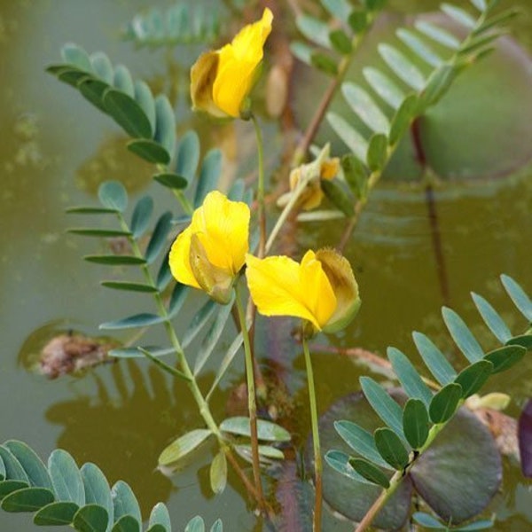 Large Leaf Sensitive Plant or Neptunia Aquatica Floating Plant (pack of 3 stem/plants)