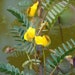 see more listings in the Pond Plants section