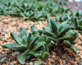 Faucaria Tigrina or Tiger Jaws Plant