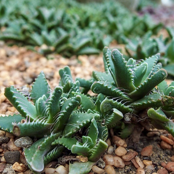 Faucaria Tigrina or Tiger Jaws Plant