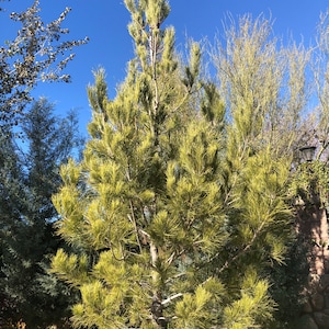 May include: A tall, green pine tree with long needles, set against a clear, bright blue sky. The tree's branches are full and reach upwards. Other trees and foliage are visible in the background, with a stone wall and a lamp post on the right.