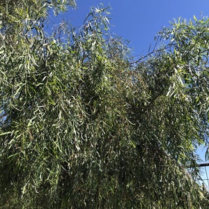 Willow Acacia, Weeping Wattle or Acacia Salicina 20 seeds image 3