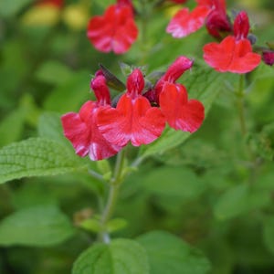 May include: Close-up of red flowers with green leaves. The flowers have a unique shape and are clustered together on the stem.