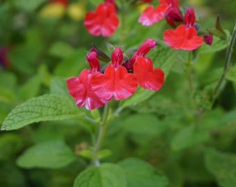 Red Autumn Sage, Salvia greggii, Texas Sage, Cherry sage, Gregg sage, Red Chihuahuan sage, Mirto rosa, pollinator flowers, Organic, 10 seeds