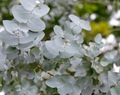 Eucalyptus cinerea, Argyle Apple, Silver Dollar Eucalyptus, Aromatherapy, Fresh Eucalyptus Shower Bundle, 4 cuttings