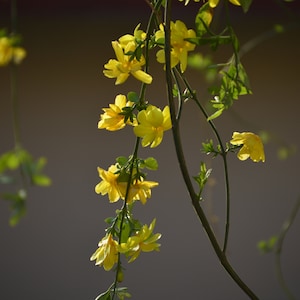 Primrose Jasmine, Chinese Jasmine, Jasminum primulinum, Jasminum mesnyi 6 cuttings 7 each image 6