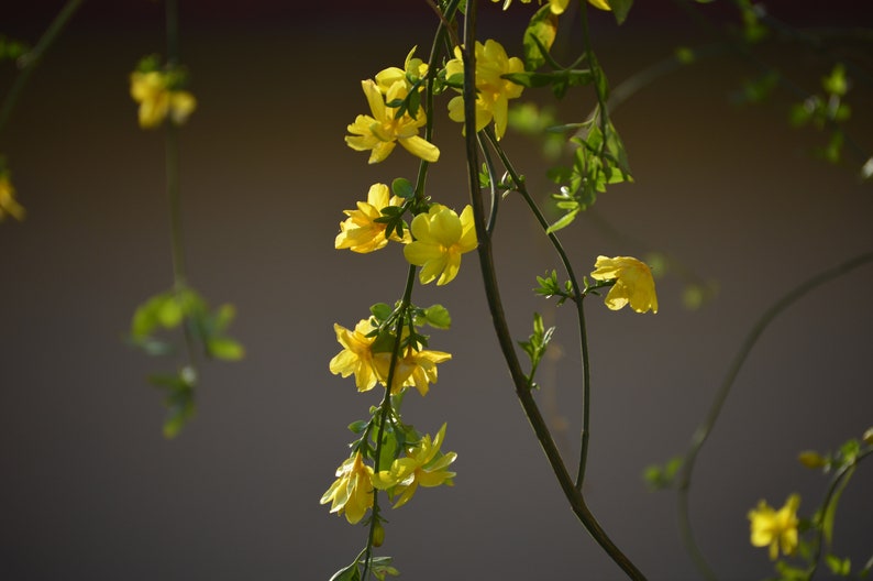 Primrose Jasmine, Chinese Jasmine, Jasminum primulinum, Jasminum mesnyi 6 cuttings 7 each image 6