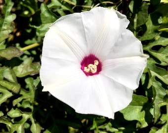 Alamo Vine, Noyau Vine, Correhuela De Las Doce or Merremia Dissecta Seeds (10 per pack)