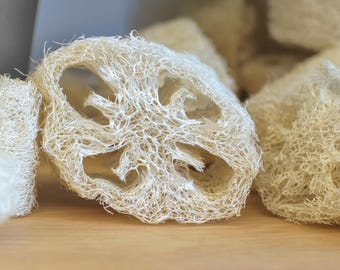 Loofah, Luffa Sponge, Sponge Gourd, Luffa aegyptiaca 10 Hand-collected Organic Seeds, smooth loofah, luffa, loufa, loufah, luffah,
