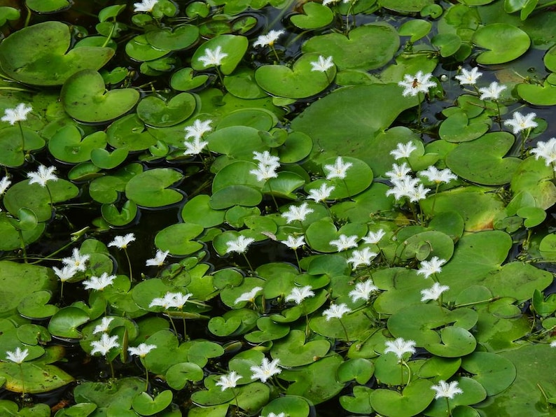 AZ Gardens Nymphoides indica Floating Plant - Thumbnail 3