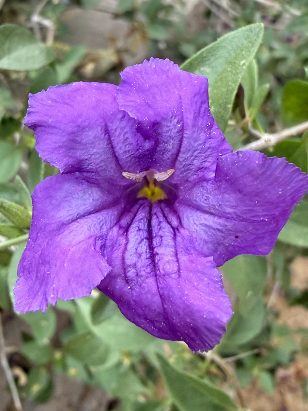Ruellia Californica, Desert Petunia, Baja Ruellia, Rama Parda, Flor Del ...