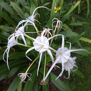 Puede incluir: Un grupo de flores de lirio ara&ntilde;a blancas con p&eacute;talos largos y delgados y estambres naranjas. Las flores crecen en un exuberante jard&iacute;n verde.