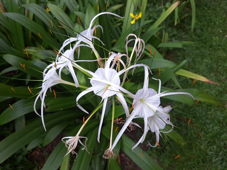 Puede incluir: Un grupo de flores de lirio ara&ntilde;a blancas con p&eacute;talos largos y delgados y estambres naranjas. Las flores crecen en un exuberante jard&iacute;n verde.