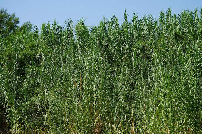 Regan Reed Colorado Giant Reed, Arundo Donax, Bamboo Reed, Giant Cane, Spanish Reed ...