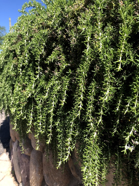 Trailing Rosemary Rosmarinus Officinalis Prostrata (10 Cuttings) NOT ROOTED  - Etsy Israel
