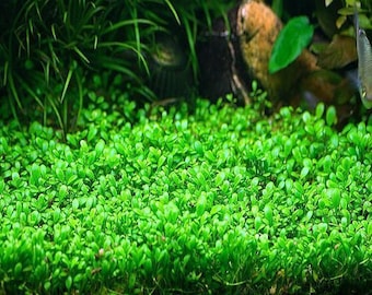 Glossostigma Elatinoides Freshwater Aquarium Plant Grown on a Mat