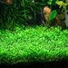 see more listings in the Aquarium Plants section