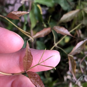 Cat's-claw, catclaw-creeper, catclaw-trumpet, funnel-creeper or Dolichandra unguis-cati Seeds 20 per pack image 2