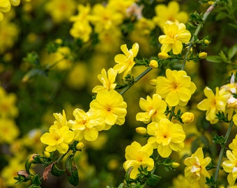 Primrose Jasmine, Chinese Jasmine, Jasminum primulinum, Jasminum mesnyi (6 cuttings 7"+ each)