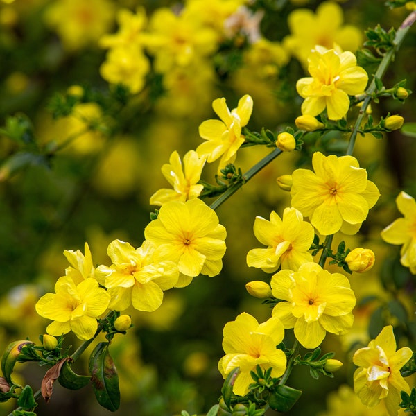 Primrose Jasmine, Chinese Jasmine, Jasminum primulinum, Jasminum mesnyi (6 cuttings 7"+ each)