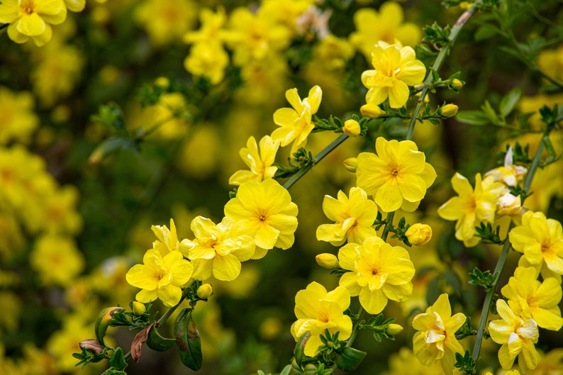 Primrose Jasmine, Chinese Jasmine, Jasminum primulinum, Jasminum mesnyi 6 cuttings 7 each image 1