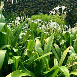 Puede incluir: Primer plano de un grupo de plantas verdes con flores de lirio ara&ntilde;a blancas en flor. Las flores tienen p&eacute;talos largos y delgados que se curvan hacia atr&aacute;s.