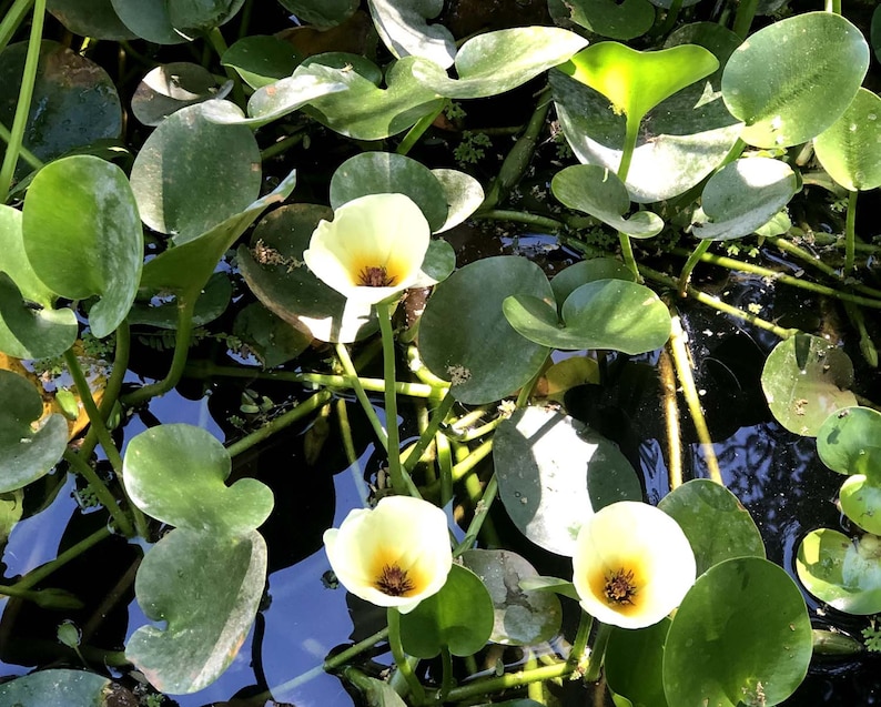 AZ Gardens Water Poppy - Thumbnail 5
