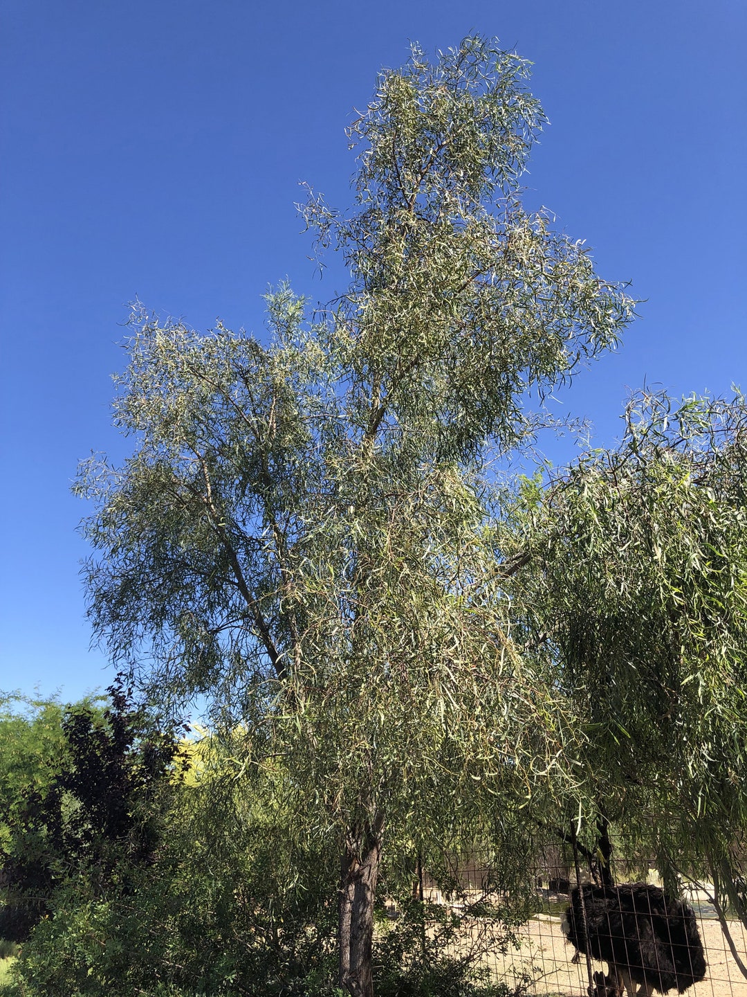 Willow Acacia, Weeping Wattle or Acacia Salicina 20 Seeds Etsy