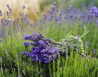 Vera English Lavender | Lavandula Angustifolia | Highly Fragrant Herb |  TALL Lavender | 100 SEEDS - Etsy