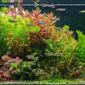 Op de afbeelding: Een zoetwateraquarium met verschillende groene planten, rode planten en kleine vissen die erin zwemmen. Het aquarium is van boven verlicht en het water is helder.
