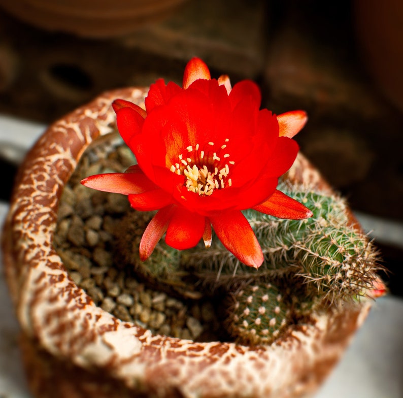 Echinopsis huascha var. grandiflora, Red Torch Cactus or Desert's Blooming Jewel image 1
