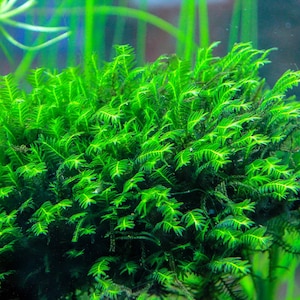 May include: A close-up of a vibrant green aquatic plant with feathery leaves, commonly used in aquariums and terrariums.