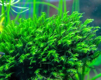 Fissidens Nobilis Moss or Phoenix Moss Aquarium plant Mat 3″x 3.5"