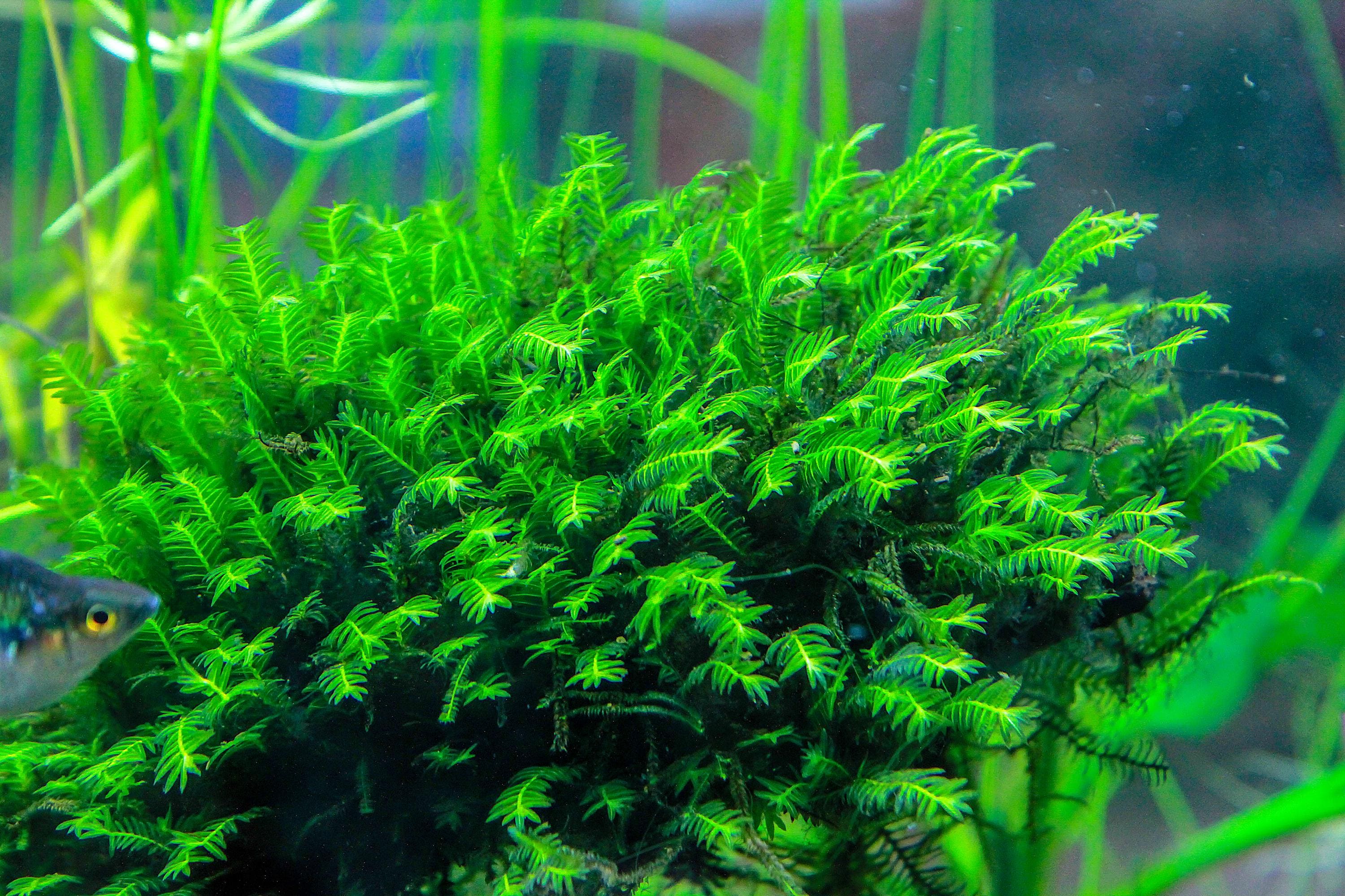Fissidens Nobilis Moss or Phoenix Moss Aquarium Plant Mat 3″x 3.5