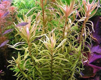 Rotala Indica or Rotala rotundifolia Bunched Aquatic Plant (3 bunched pack)