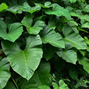 Taro Green or Colocasia Esculenta 6 pack Tropical Pond Marginal Bog Plant, Taro, Taro Plants, Taro for Ponds, Taro Bog Plants, Tropical Taro