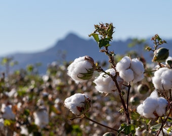 Pima Cotton Gossypium barbadense hand collected uncleaned unginned cotton with seeds 1 oz
