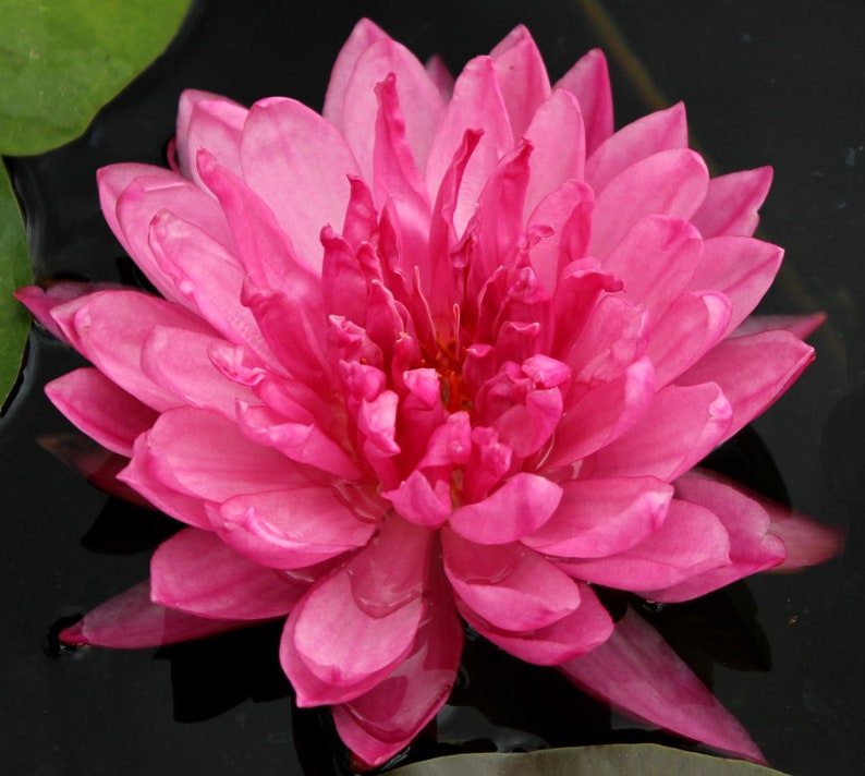 AZ Gardens Winter Hardy Water Lily - Thumbnail 3