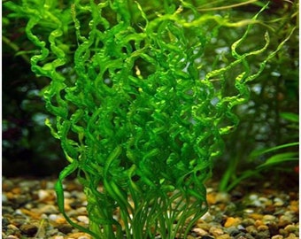 Exotic Vesuvius Aquarium Sword Freshwater Aquarium Plant