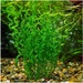 see more listings in the Aquarium Plants section