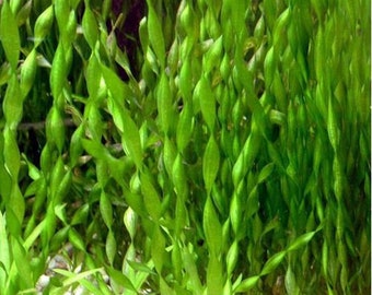 Vallisneria Contortionist Aquarium Plant (5 individual plants pack)