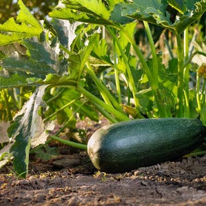 K&ouml;nnte beinhalten: Eine gro&szlig;e, dunkelgr&uuml;ne Zucchini w&auml;chst in einem Gartenbeet. Die Zucchini ist von &uuml;ppigem Gr&uuml;n umgeben.