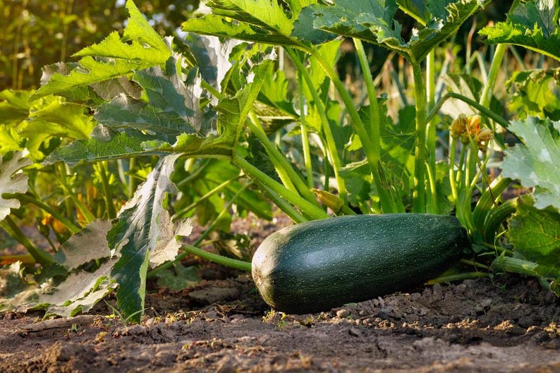 K&ouml;nnte beinhalten: Eine gro&szlig;e, dunkelgr&uuml;ne Zucchini w&auml;chst in einem Gartenbeet. Die Zucchini ist von &uuml;ppigem Gr&uuml;n umgeben.