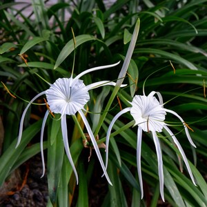 Puede incluir: Dos flores blancas de lirio ara&ntilde;a con p&eacute;talos largos y delgados florecen sobre un fondo de exuberante follaje verde.