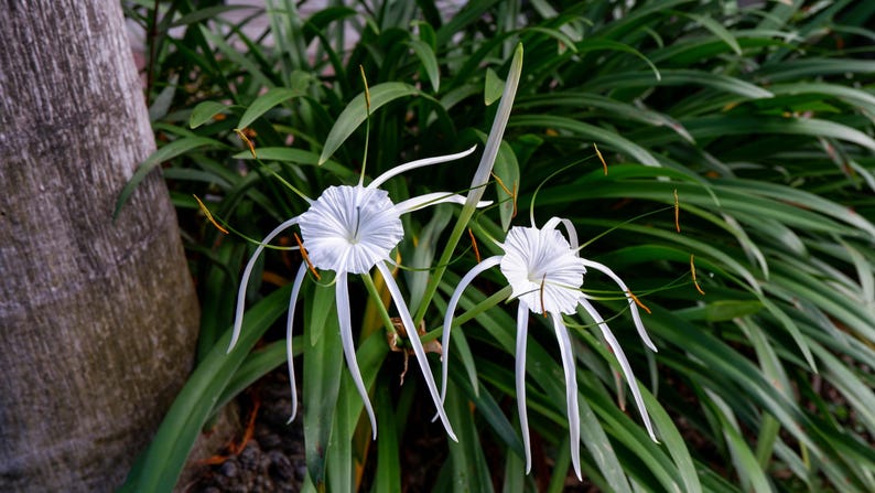 Puede incluir: Dos flores blancas de lirio ara&ntilde;a con p&eacute;talos largos y delgados florecen sobre un fondo de exuberante follaje verde.