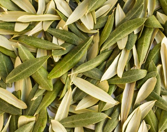Olive Leaves from Olea europaea Fresh 100 Leaves Hand Picked Organically Grown Tea Leaves
