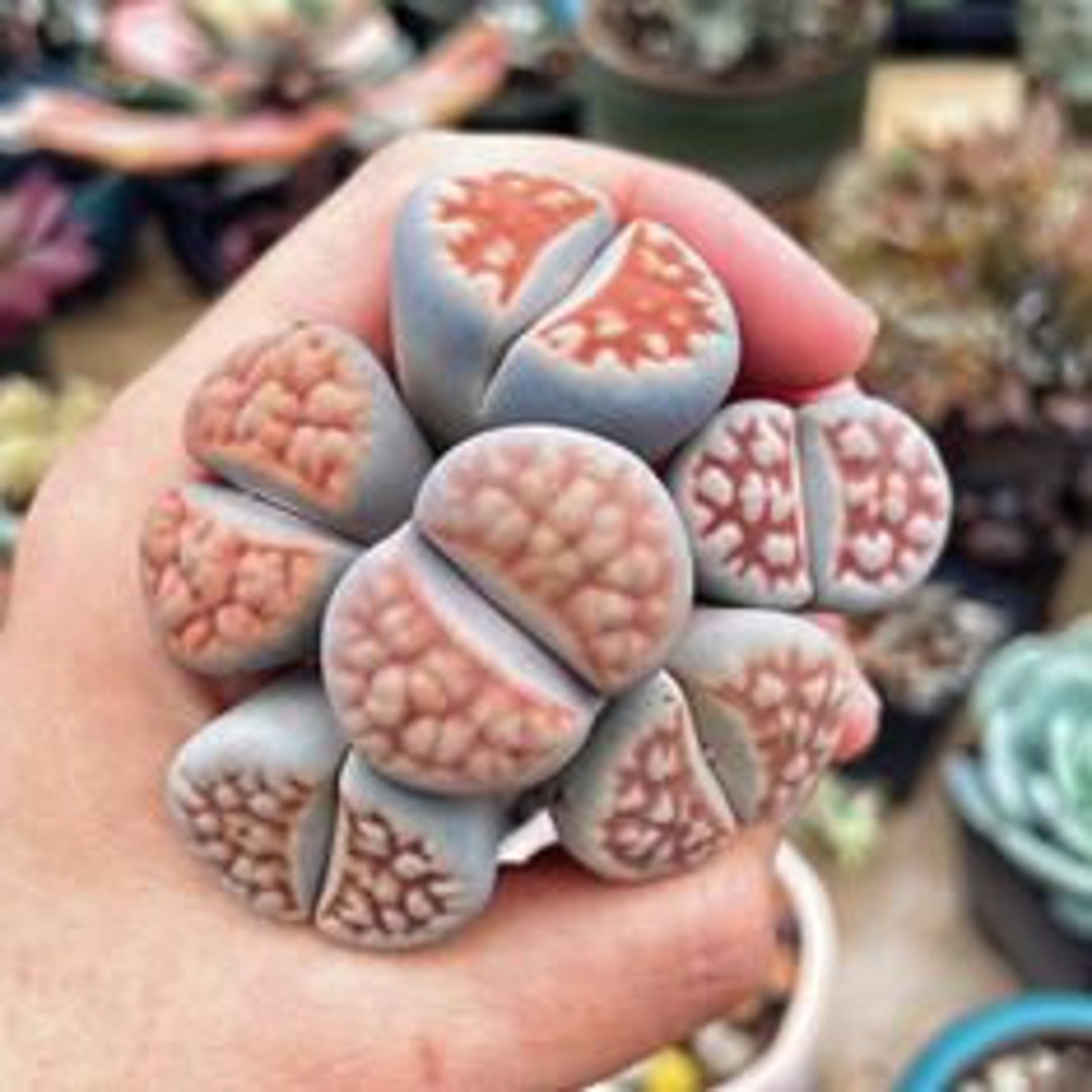 Lithops – Lebende Steine, Mehrere Pflanzen Im 8,5-cm-Topf | Sukkulente Für Anfänger, Pflegeleicht & Dekorativ