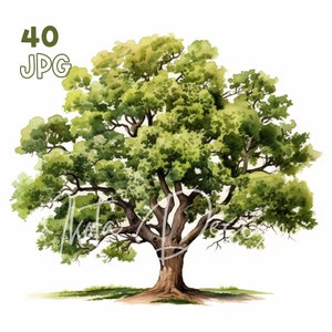 Oak Tree Clipart - 40 High Quality JPGs - Digital Planner, Junk Journaling, Watercolor, Commercial Use, Digital Download, Apparel, Mugs