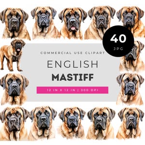 English Mastiff Watercolor Clipart Set, Large Dog Portrait Illustrations, Gentle Giant Pet Art for Wall Decor, Stickers, Planners, Prints